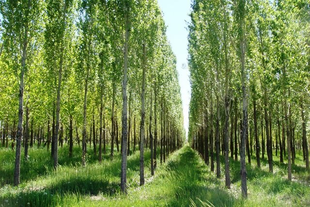 طرح جامع ملی زراعت چوب در قالب زنجیره ارزش و حفاظت از منابع طبیعی اجرایی شود